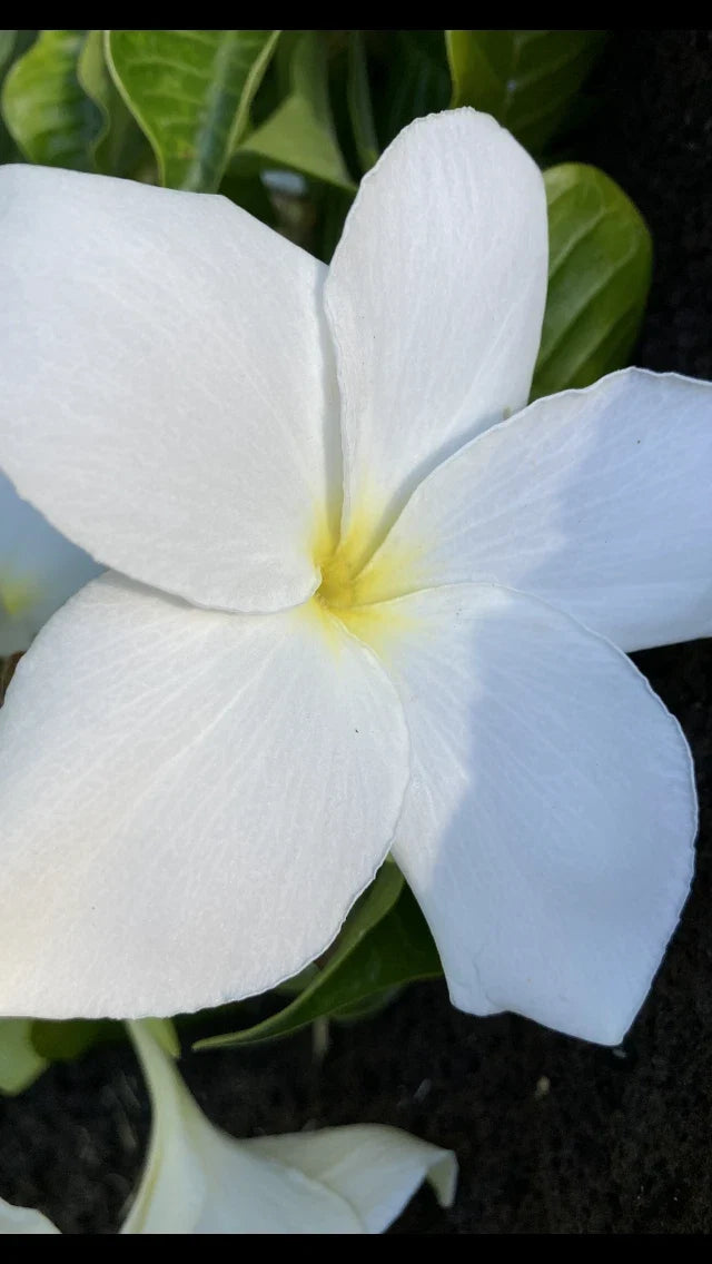 Hawaiian Fiddle Plumeria Plant #8 - 5 Pack - Fragrant White Flowers - Plumeria pudica