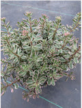 Tricolor Sedum Spurium Variegated Stonecrop 2”-4” Cuttings - Live Succulent Plant, Variegated Succulent, Ground Cover Plant