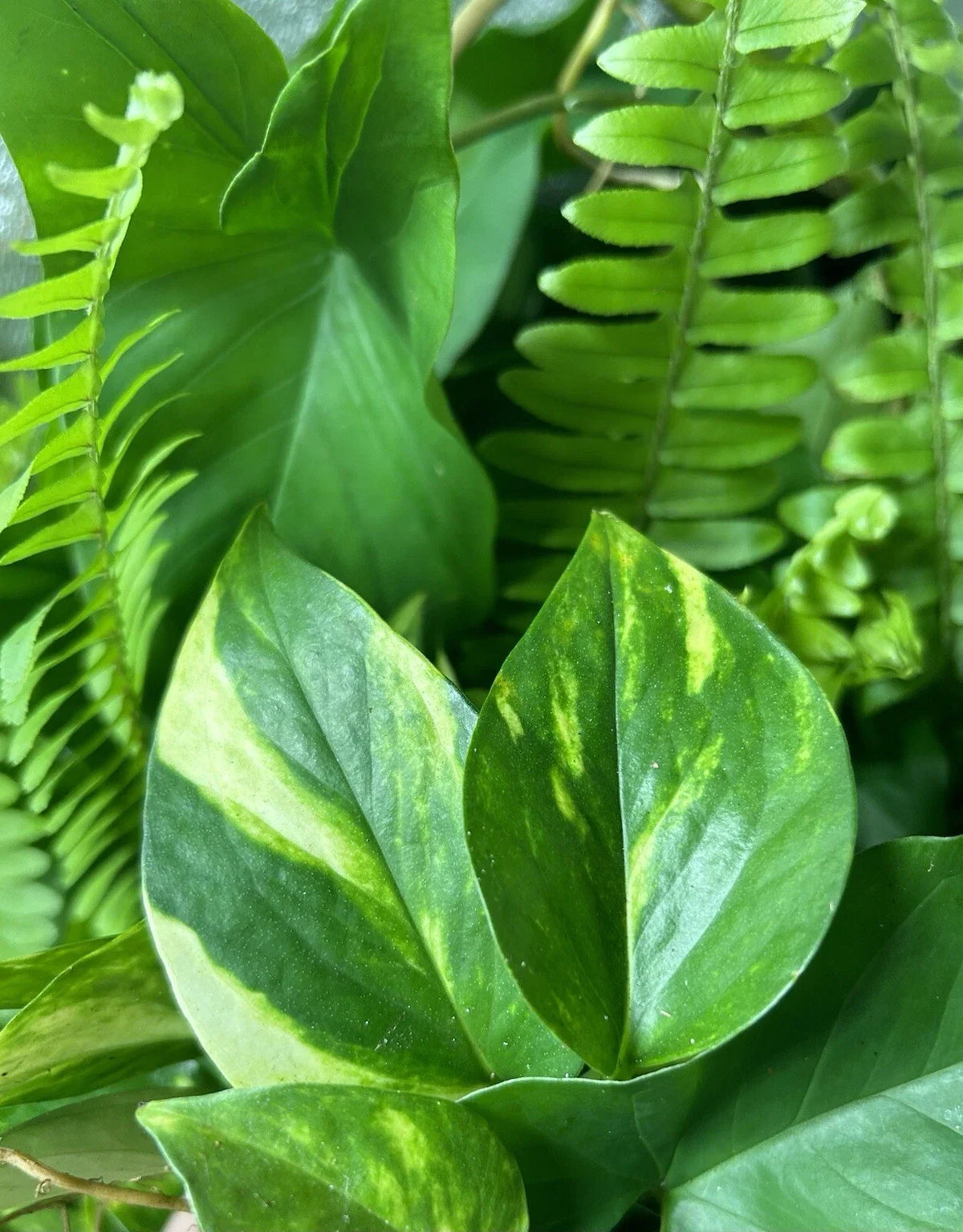 15 Rooted Tropical Plant Cuttings - Ferns, Pothos, Arrowhead Vine - Indoor Houseplants for Easy Care and Green Decor