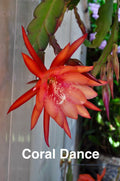 Epiphyllum Orchid Cactus Cuttings, 3 Rooted Coral Dancer with New Growth, Epiphyllum oxypetalum