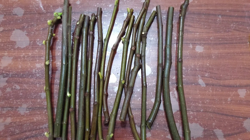 Brown Turkey Fig Cuttings (Ficus carica) - 5 Unrooted 6-8" | Self-Fertile, Cold Hardy Fig Propagation