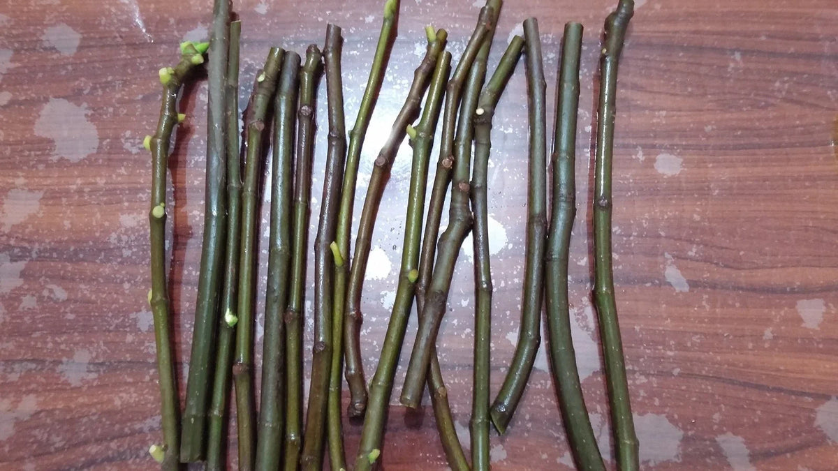 Brown Turkey Fig Cuttings (Ficus carica) - 5 Unrooted 6-8" | Self-Fertile, Cold Hardy Fig Propagation