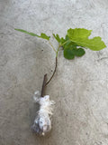 Fig Tree 10-Inch Bareroot Cutting — Mature Old Plant Wood, Sweet Fruit Variety