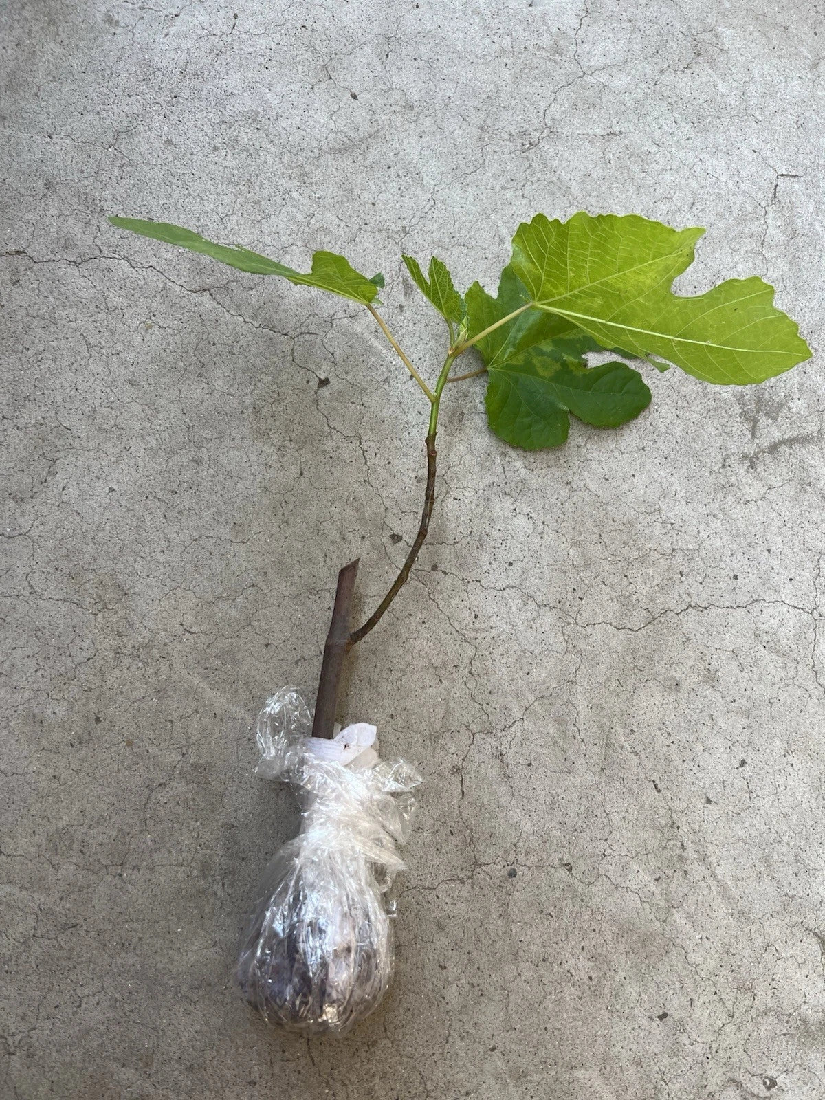 Fig Tree 10-Inch Bareroot Cutting — Mature Old Plant Wood, Sweet Fruit Variety