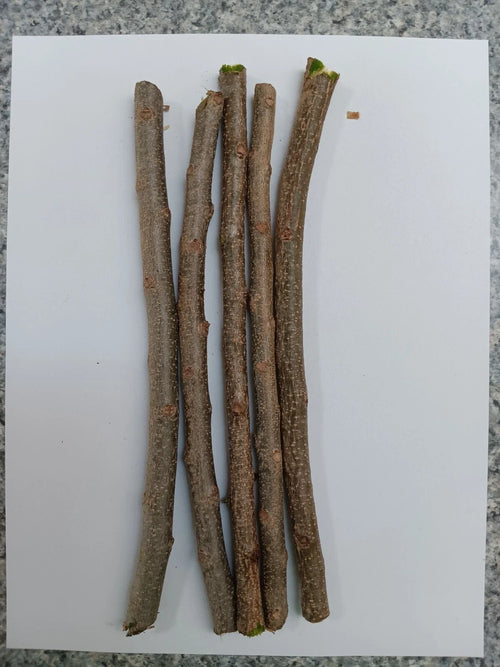 3 Fresh Hog Plum Cuttings (Spondias purpurea) - Unrooted Ciruela Spanish Plum for Propagation