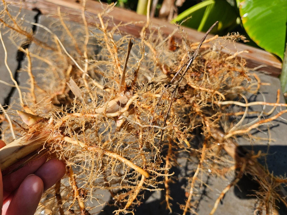 Madake Bamboo Rhizomes (Phyllostachys bambusoides) Bare Root Starter — Timber Bamboo, Fast-Growing for Windbreaks