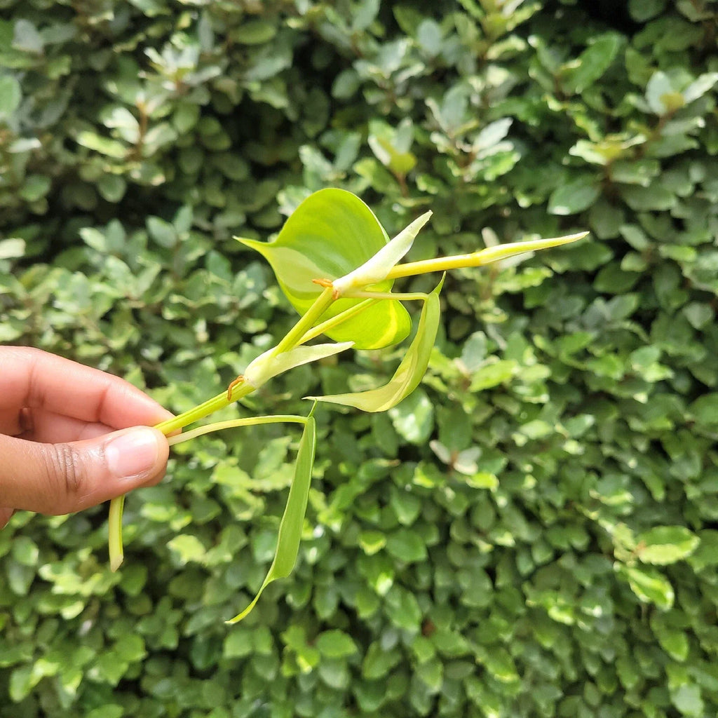 Philodendron Brasil Rooted Cutting | Variegated Heartleaf Philodendron – Easy-Care Indoor Plant
