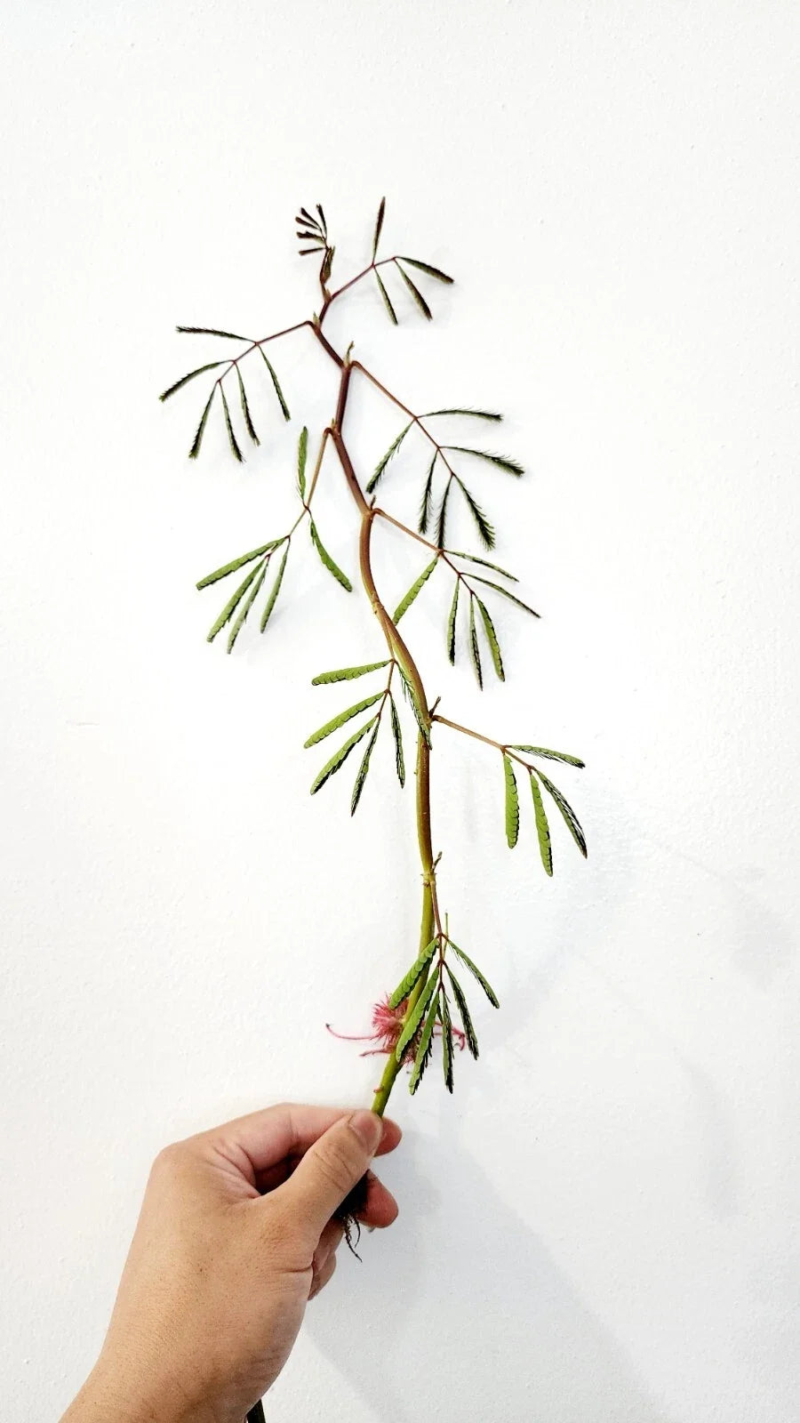 Live Water Mimosa Neptunia oleracea – Bareroot Floating/Marginal Aquatic Plant