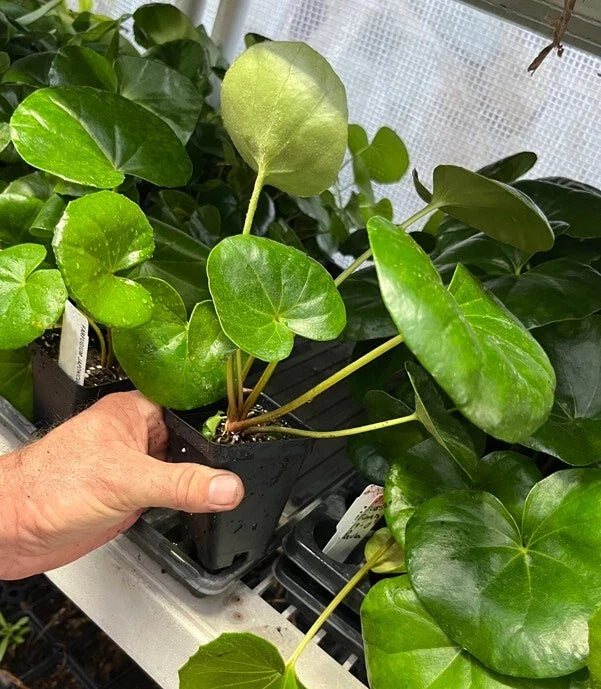 Giant Leopard Plant Farfugium japonicum ‘Giganteum’ – Live Starter Plant (Tractor Seat Plant) - Shade Perennial