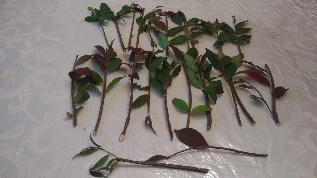 Cherry Laurel Cuttings (Prunus laurocerasus) - 20 Unrooted, Organically Grown