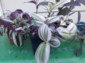 Tradescantia Cuttings (9) - Inch Plant, Purple & Green Variegated - Tradescantia zebrina