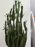 African Milk Tree Cutting - Trigona Green - Indoor Plant - Succulent Cutting - Perfect for Home Decor