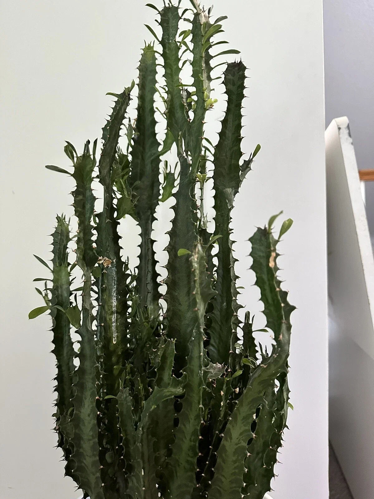 African Milk Tree Cutting - Trigona Green - Indoor Plant - Succulent Cutting - Perfect for Home Decor