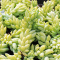 5" Donkey's Tail Succulent Cuttings - Sedum Morganianum, Burro's Tail, Easy Care Indoor Plant