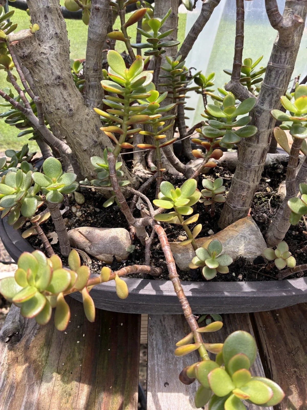 Jade Plant Cuttings - Small & Big Leaf - Crassula Ovata - 4-6” Each - Succulent Plant for Home Decor or Gardening