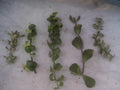 Portulacaria Cuttings Collection - 9 Varieties of Succulent Plants - Portulacaria afra and More