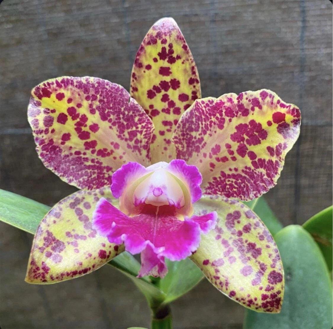 Cattleya Orchid Plant - Blooming Size - BLC Waianae Leopard 'Ching-Hua' - Beautiful Colorful Blooms