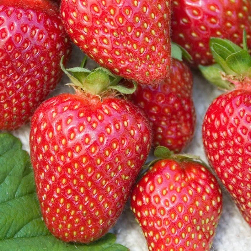 Allstar Junebearing Strawberry Plants - Lot of 25 - Fragaria × ananassa - High Yield, Sweet Berries, Resistant Varieties