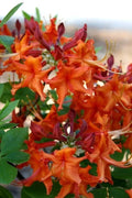 Red Pepper Aromi Azalea Starter Plant - Rhododendron Deciduous Small - Vibrant Red Blooms
