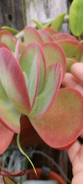 Flapjack Kalanchoe Succulent Live Plant - Pink Color - Kalanchoe luciae - Bare Root