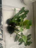 Rooted Indoor Plants Set - Jade, Cactus & Pothos Varieties - Perfect for Home Decor - Crassula ovata, Opuntia, Epipremnum aureum