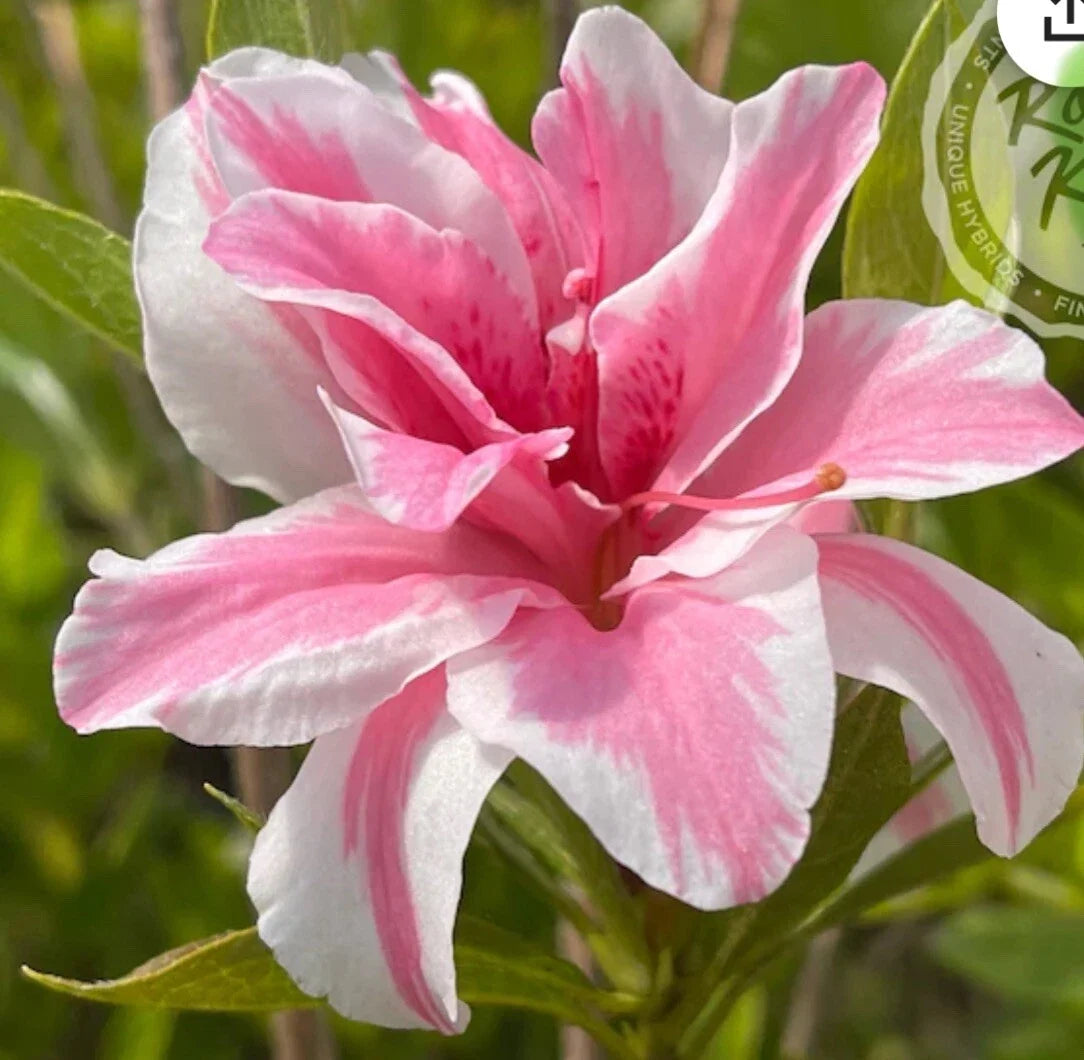 Azalea Starter Plant - Sugar and Spice Variety - Rhododendron - Very Rare Flowering Shrub