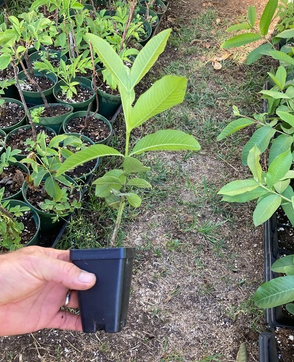 Pink Guava Plant (Psidium guajava) – Live Starter Plant, Self-Fertile, Fast Growing, Container Friendly