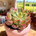 Tearless Beauty Variegated Rare Succulent Bare Root - 2.2" Live Plant