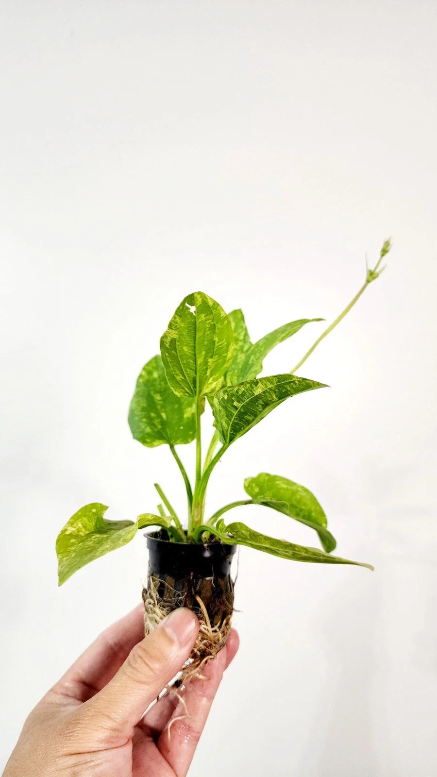 Live Marble Queen Sword Echinodorus cordifolius var. Marble Queen - Bareroot Aquarium Plant