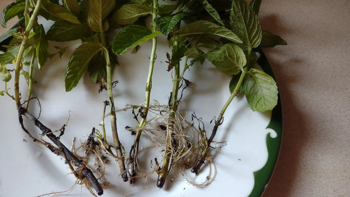 Mojito Mint Plants (Mentha villosa) - 5 Rooted Cuttings, Organic, Cuban Mojito Mint
