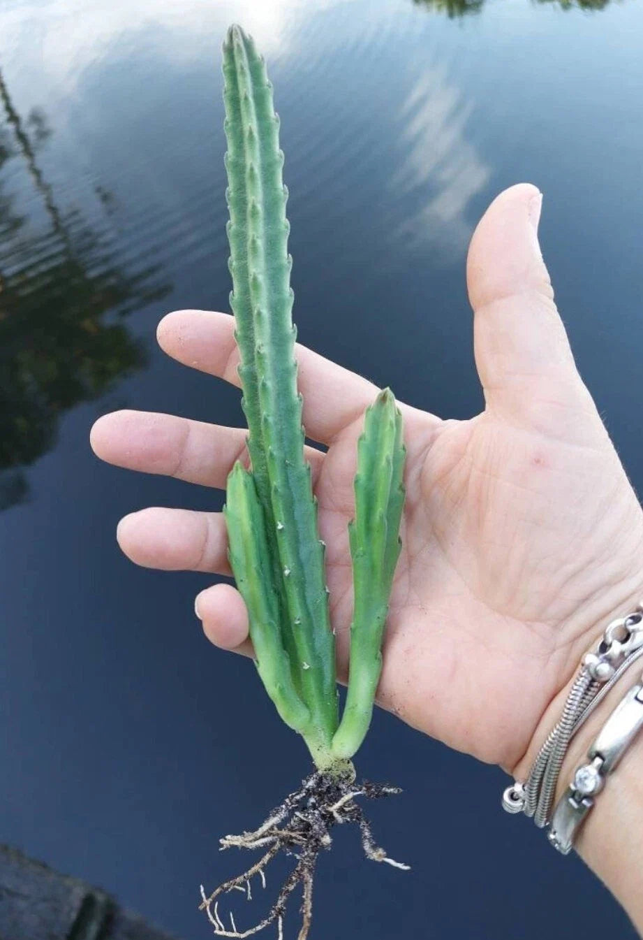 Black Bell Huernia leendertziae / Stapelia Live Starter Plant – Bareroot