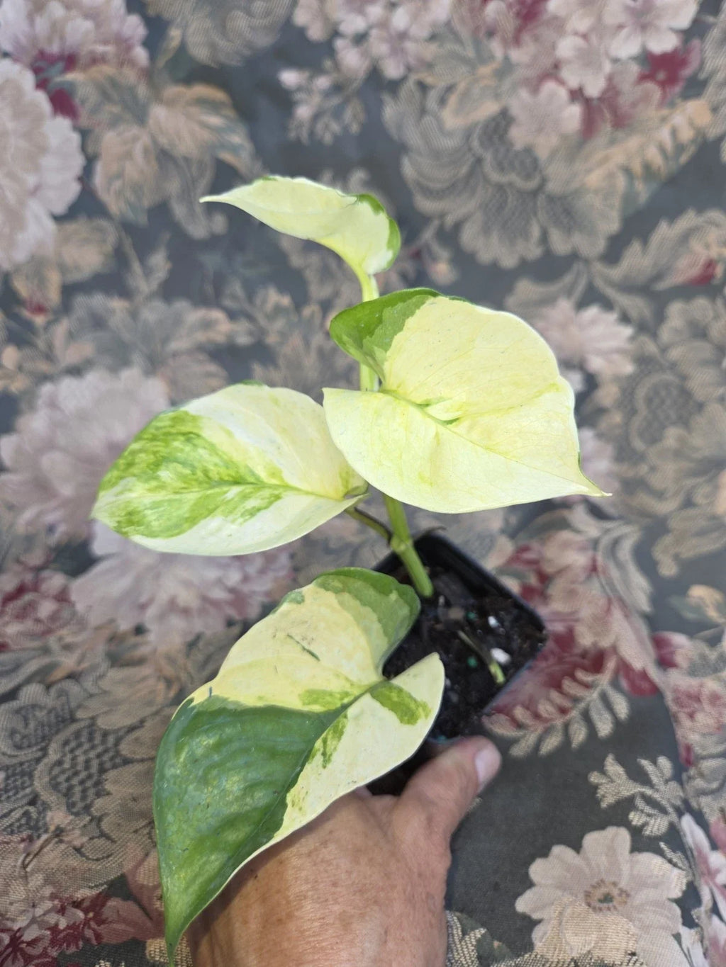 Manjula Pothos Live Plant - Epipremnum aureum ‘Manjula’ | 2" Pot, Rooted