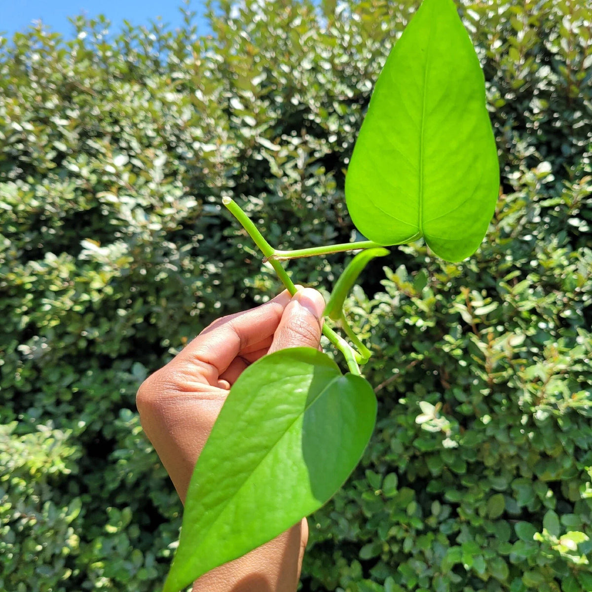 Golden Pothos Rooted Cutting – Epipremnum aureum, Easy-Care Indoor Plant