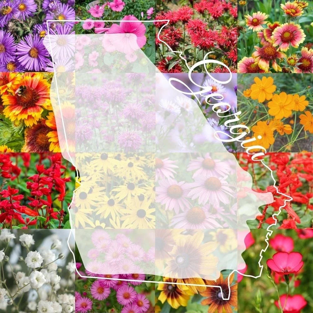 Bulk Wildflower Seed Mix 1lb - Georgia Variety, Colorful Blooms, Covers 2,000 sq ft - Ideal for Gardens and Landscapes