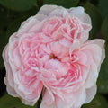 Climbing Rose Plant Cuttings - 3 Fresh Unrooted Cuttings, 6” Long - Auswith Variety (Rosa spp.)