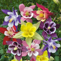 Columbine Seeds - McKana Giant Mix - Non-GMO Flower Seeds - Aquilegia caerulea - Garden Planting Supplies