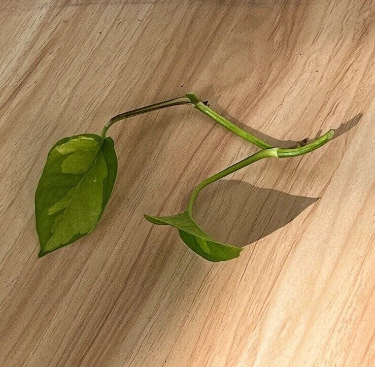 Global Green Pothos Cutting - 2 Leaf 2 Nodes - Unrooted Live Plant - Epipremnum aureum Vining Houseplant