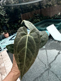 Anthurium Plant - Red Crystallinum X Crystallinum - Grower's Choice - Free Shipping