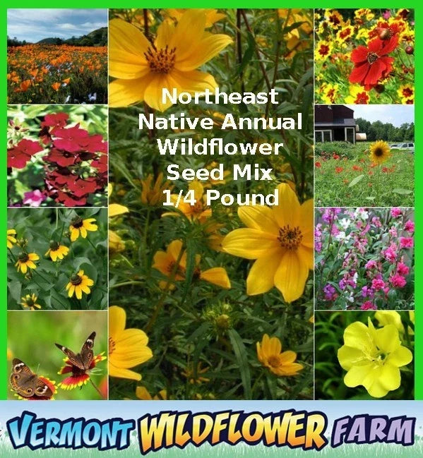 Northeast Native Annual Wildflower Seed Mix - 1/4 Pound - Vermont Farm - 2025-2029
