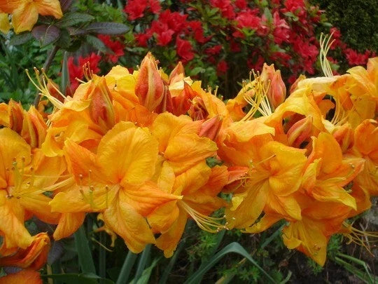 Azalea Starter Plant - Klondyke Variety - Well Rooted Rhododendron - May Be Dormant