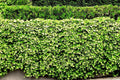 English Ivy Live Plant Roots - 5 Bare Roots for Living Fence, Patio Cover - Hedera helix - Green Lawn Solution