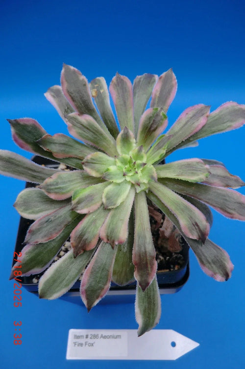 Aeonium Cutting - Rooted Firefox Variety - Succulent Plant (Aeonium arboreum)