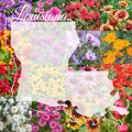 Wildflower Seed Mix 1/4LB Louisiana Blend for Colorful Blooms - Covers 2,000 sq-ft - Native to Louisiana