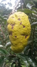 Olosapo Cutting 6in Unrooted Couperia Polyandra From Mother Tree