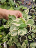 Rooted Live Pothos Plant - Pearl and Jade Variety - Epipremnum aureum - Indoor Garden Decor - Easy Care Houseplant