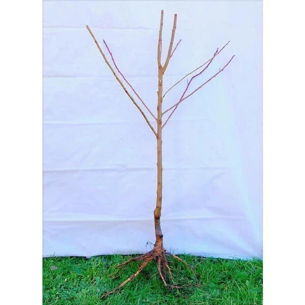 Dwarf Moorpark Apricot Tree – 2-Year-Old Bare Root, Self-Pollinating, 3–4 ft