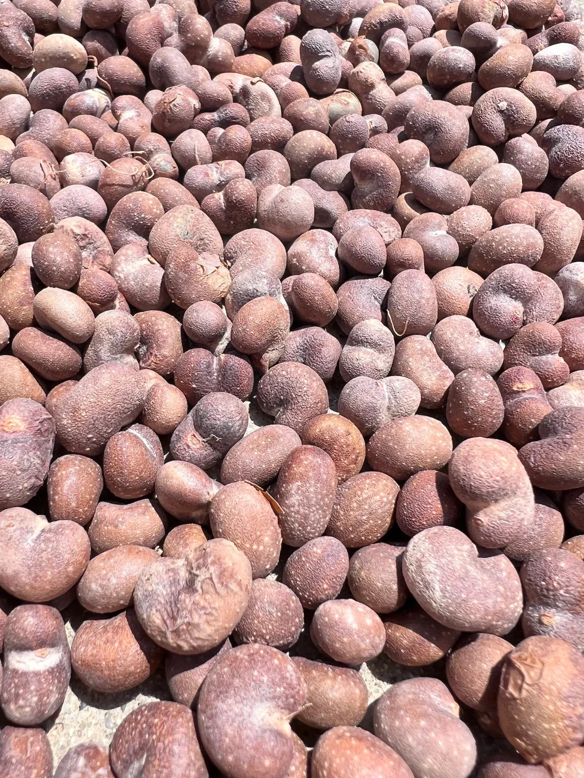 African Baobab Seeds - Adansonia Digitata - Drought-Tolerant Tree Seeds - Unique Ornamental Plant Seeds