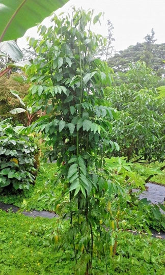 Katuk Plant Cuttings Lot of 5/10/20 - Sauropus Androgynus Sweet Leaf - Hawaiian Grown