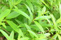 Organic Lemon Verbena Starter Plant - Aloysia citriodora - 2.5" Pot - Fresh Culinary Herb for Cooking and Tea