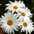 Alaska Shasta Daisy Wildflower Seeds - 1/4 Lb Mylar Seed Packet - Leucanthemum × superbum - Everwilde Farms